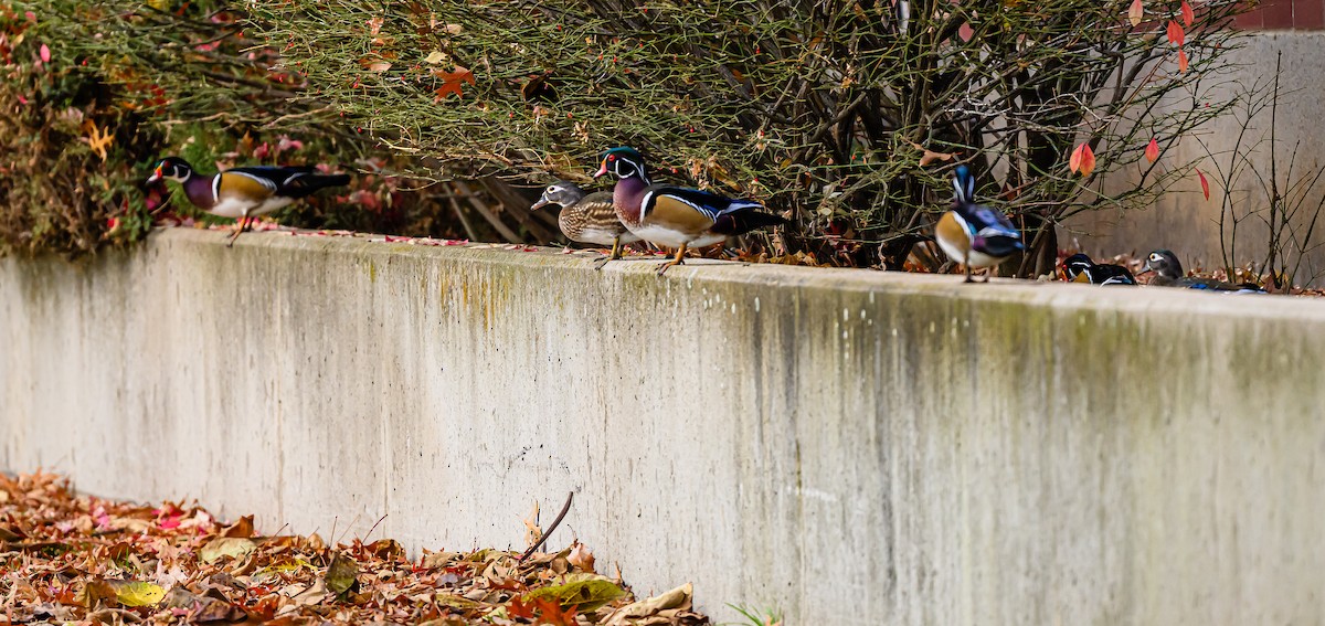 Ahate karolinarra - ML646483860