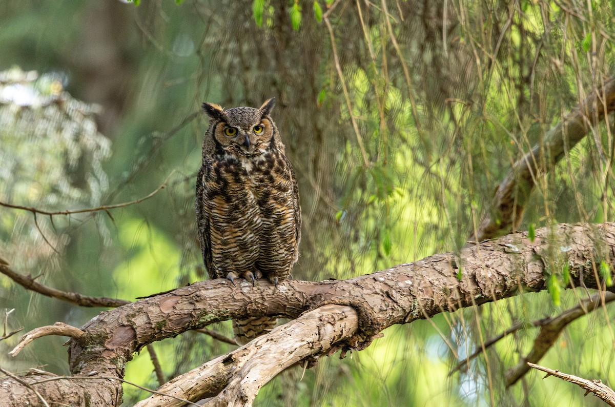 アメリカワシミミズク - ML646483861