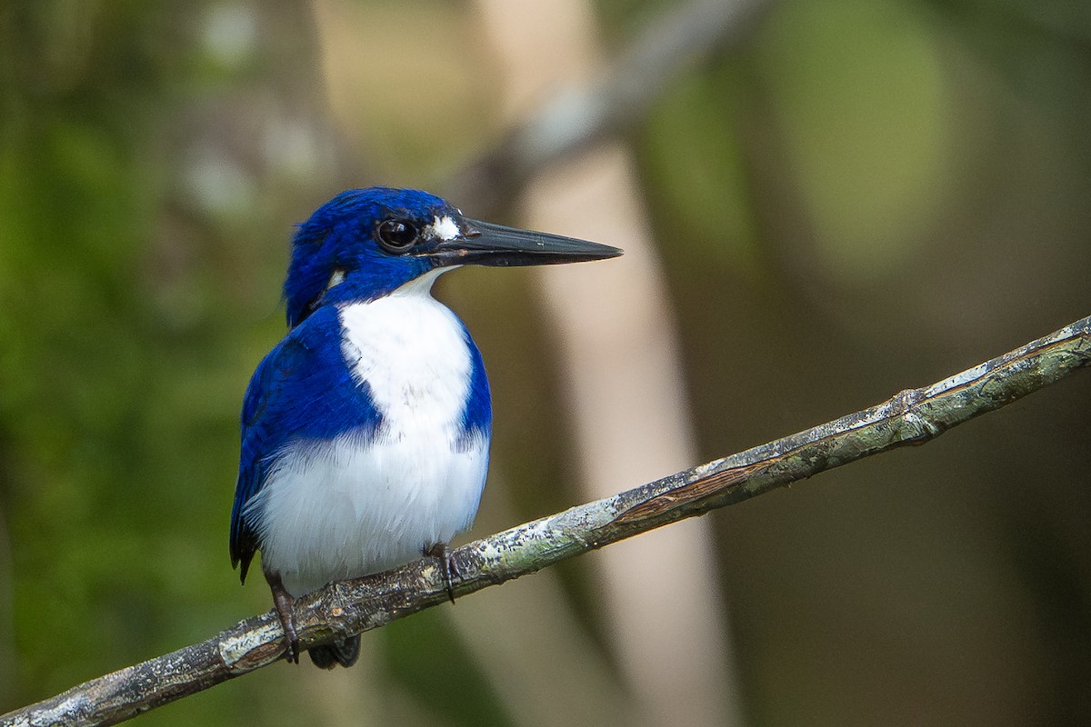 Mangrovezwergfischer - ML646483862