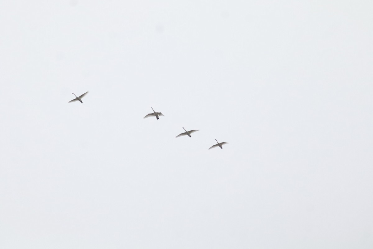 Американский лебедь - ML646483863