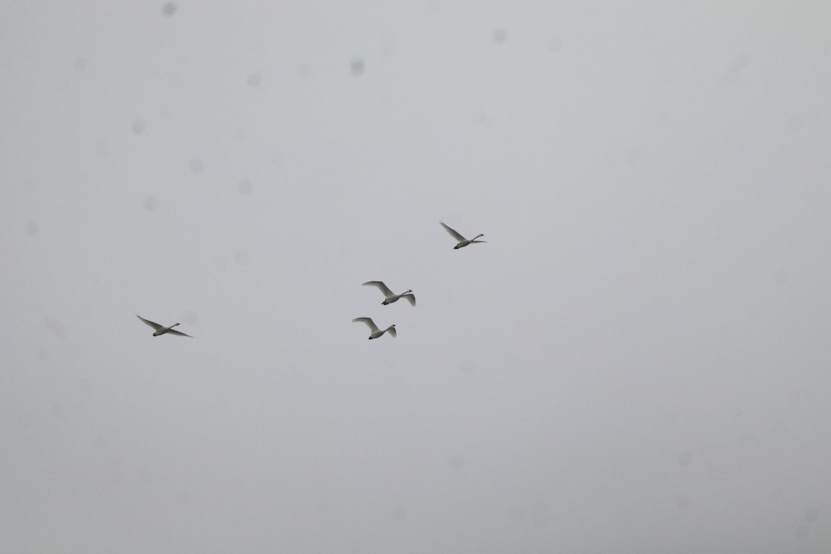 Американский лебедь - ML646483865