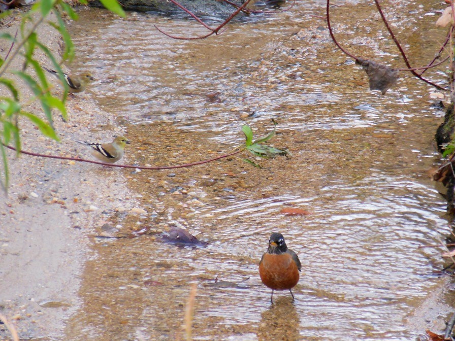 American Robin - ML646483868