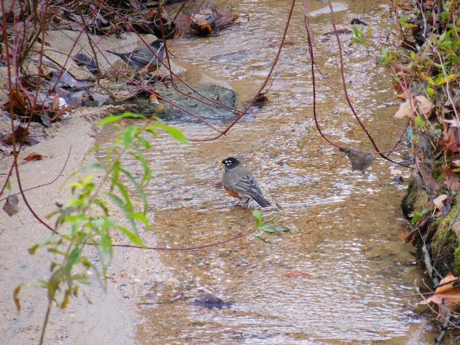 American Robin - ML646483869
