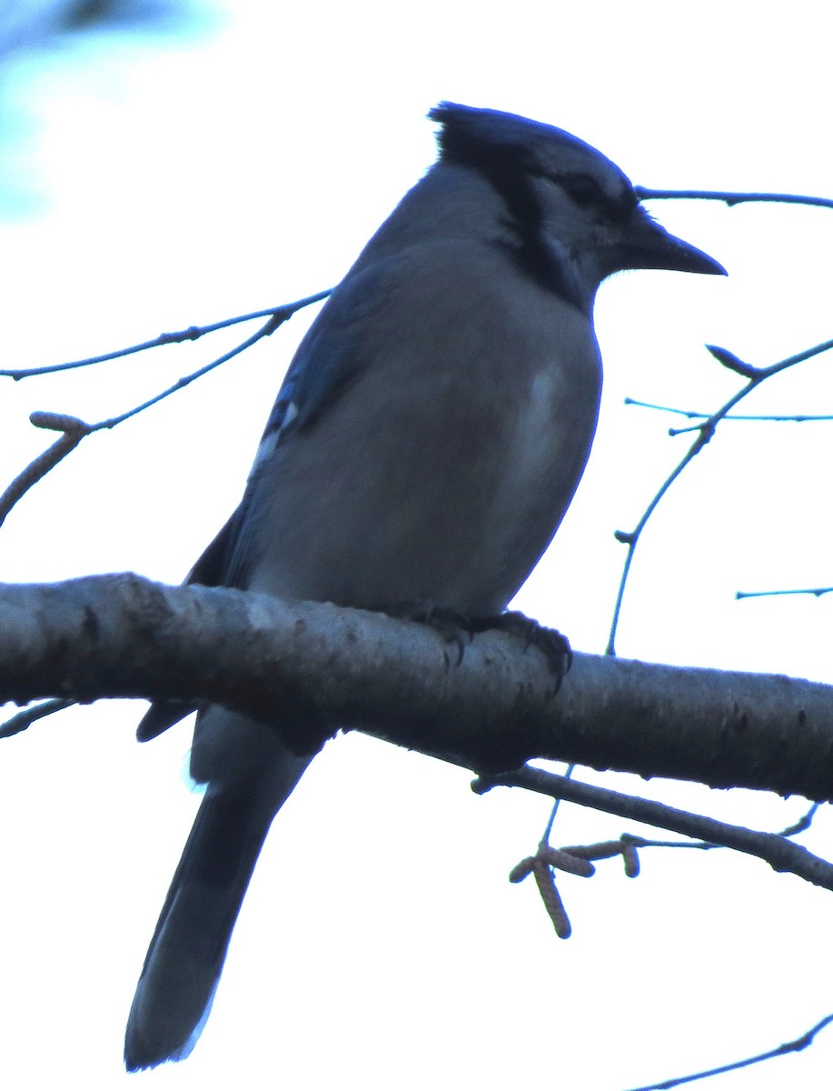 Blue Jay - ML646483870