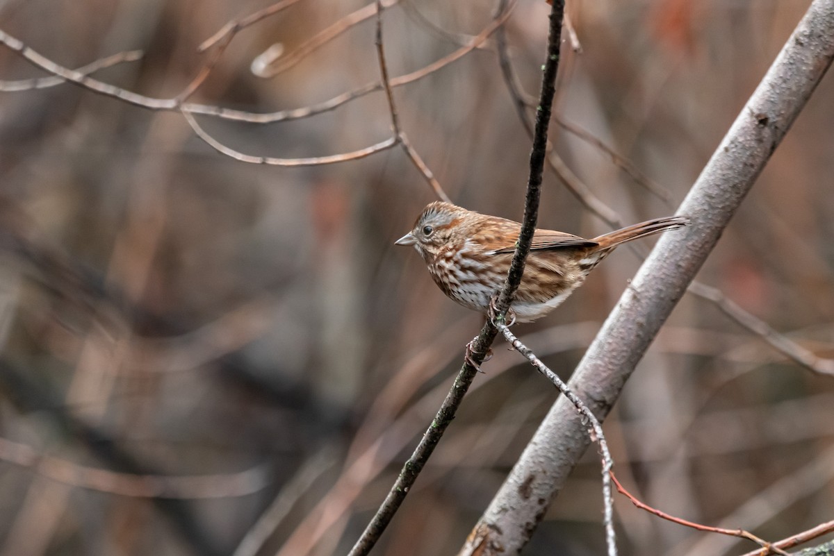 Song Sparrow - ML646483875