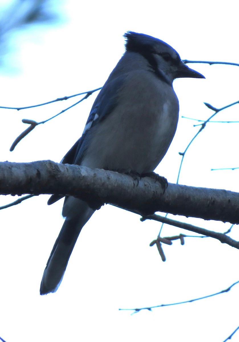 Blue Jay - ML646483877