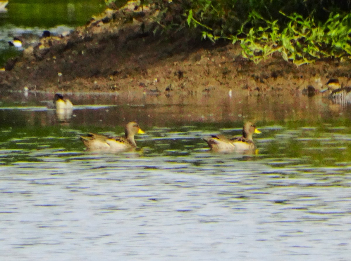 Yellow-billed Teal - ML646483878