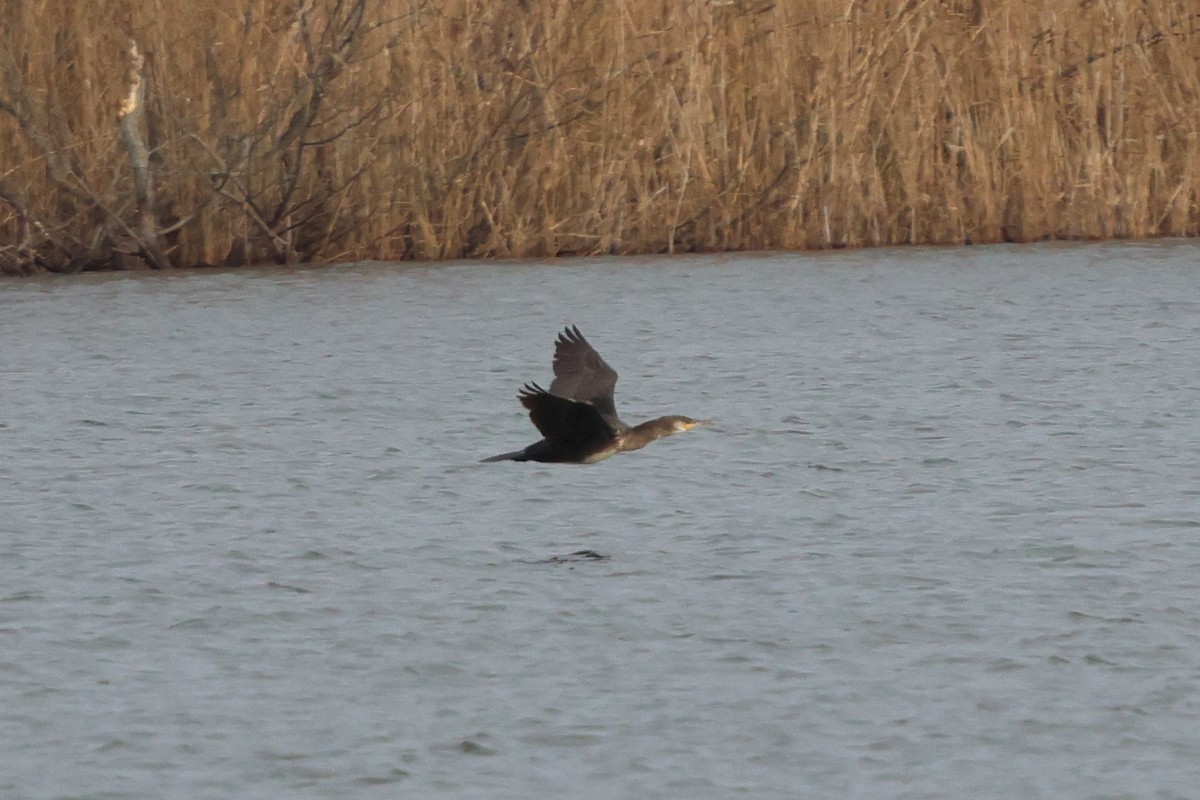 kormorán velký (ssp. carbo) - ML646483879