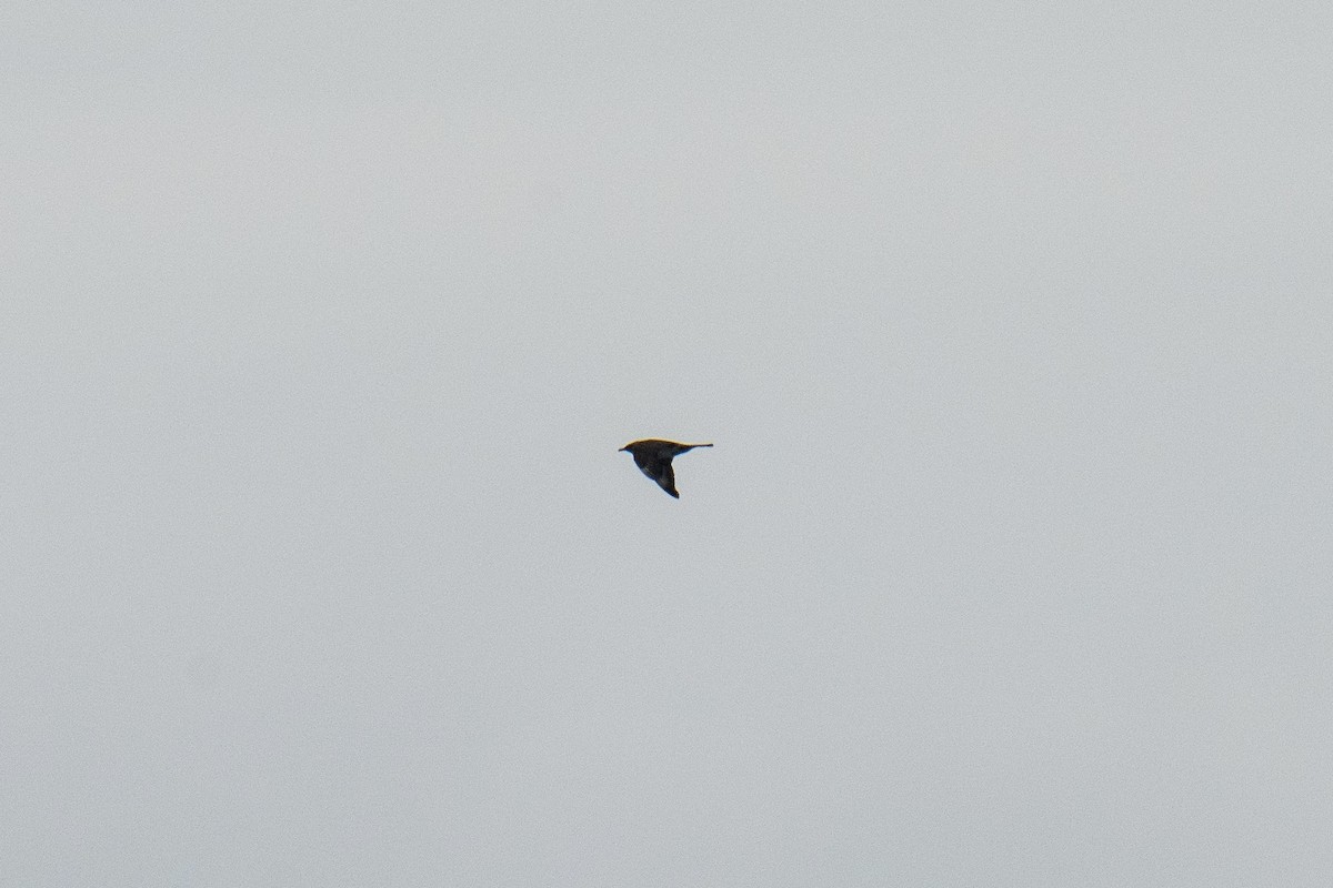 chaluha pomořská - ML646483881