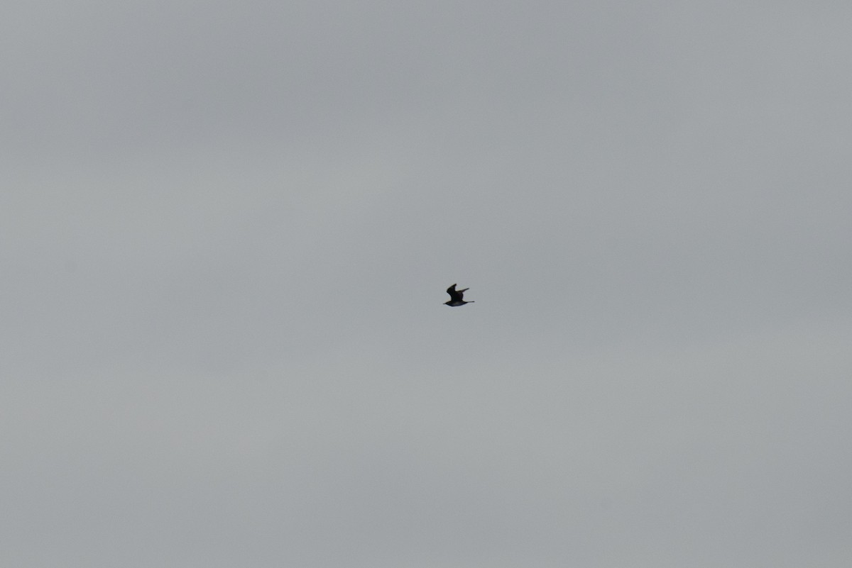 chaluha pomořská - ML646483882