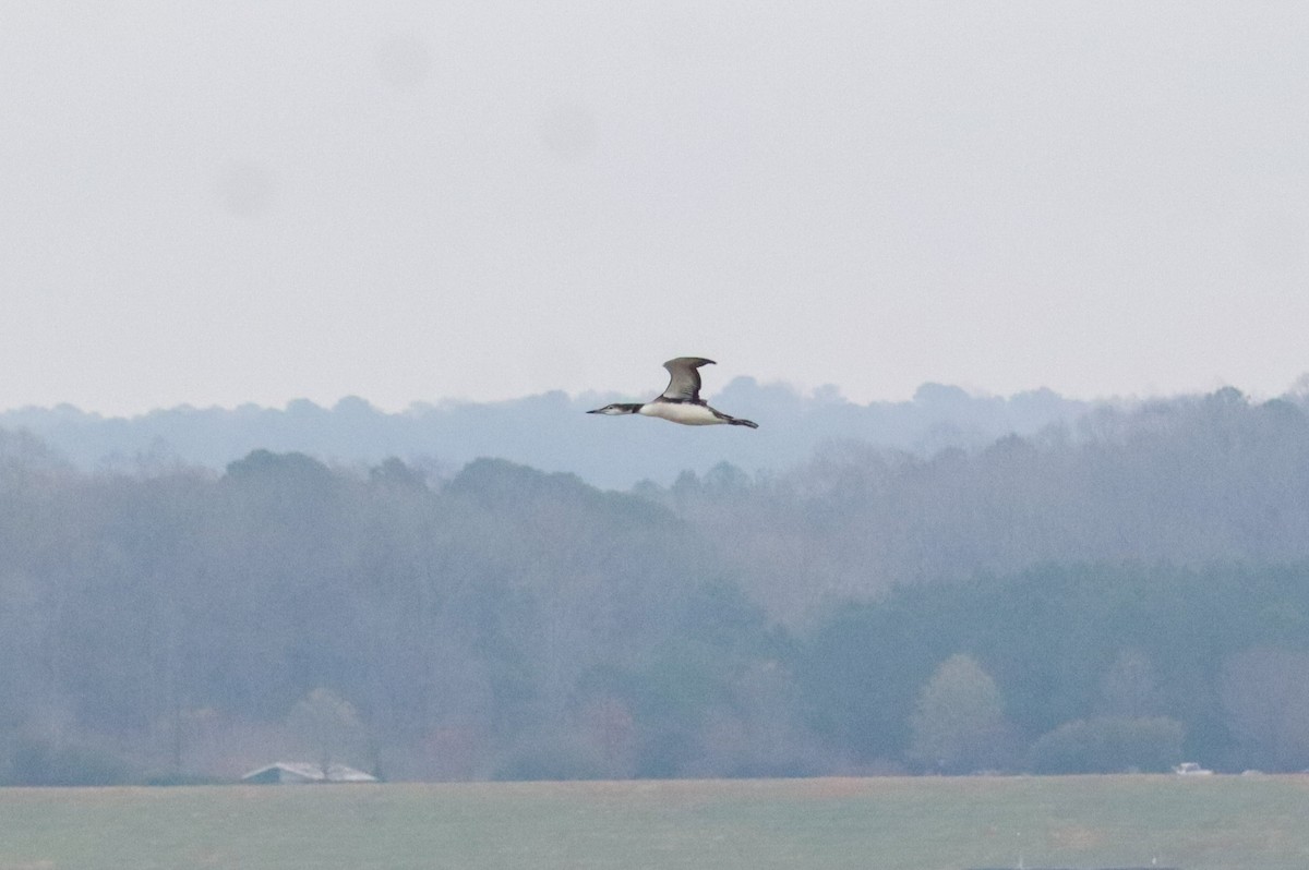 Черноклювая гагара - ML646483888