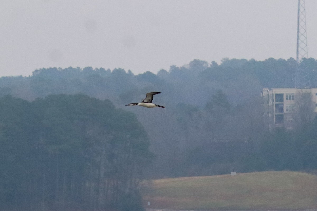 Черноклювая гагара - ML646483889