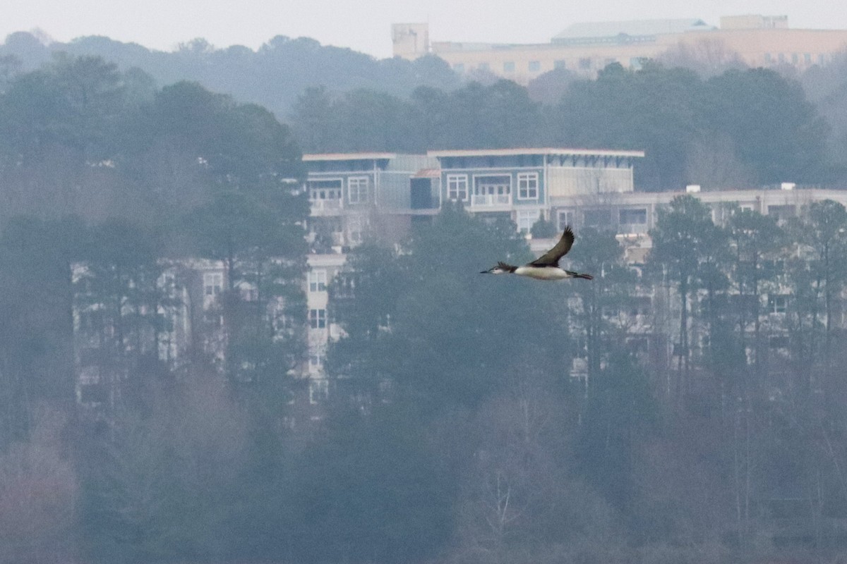 Черноклювая гагара - ML646483890