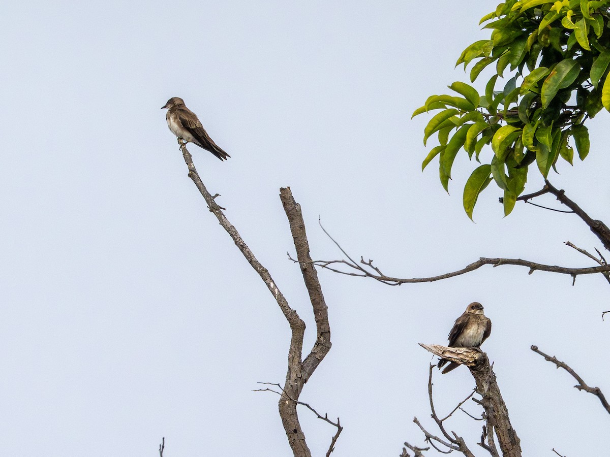 チャムネツバメ - ML646483891