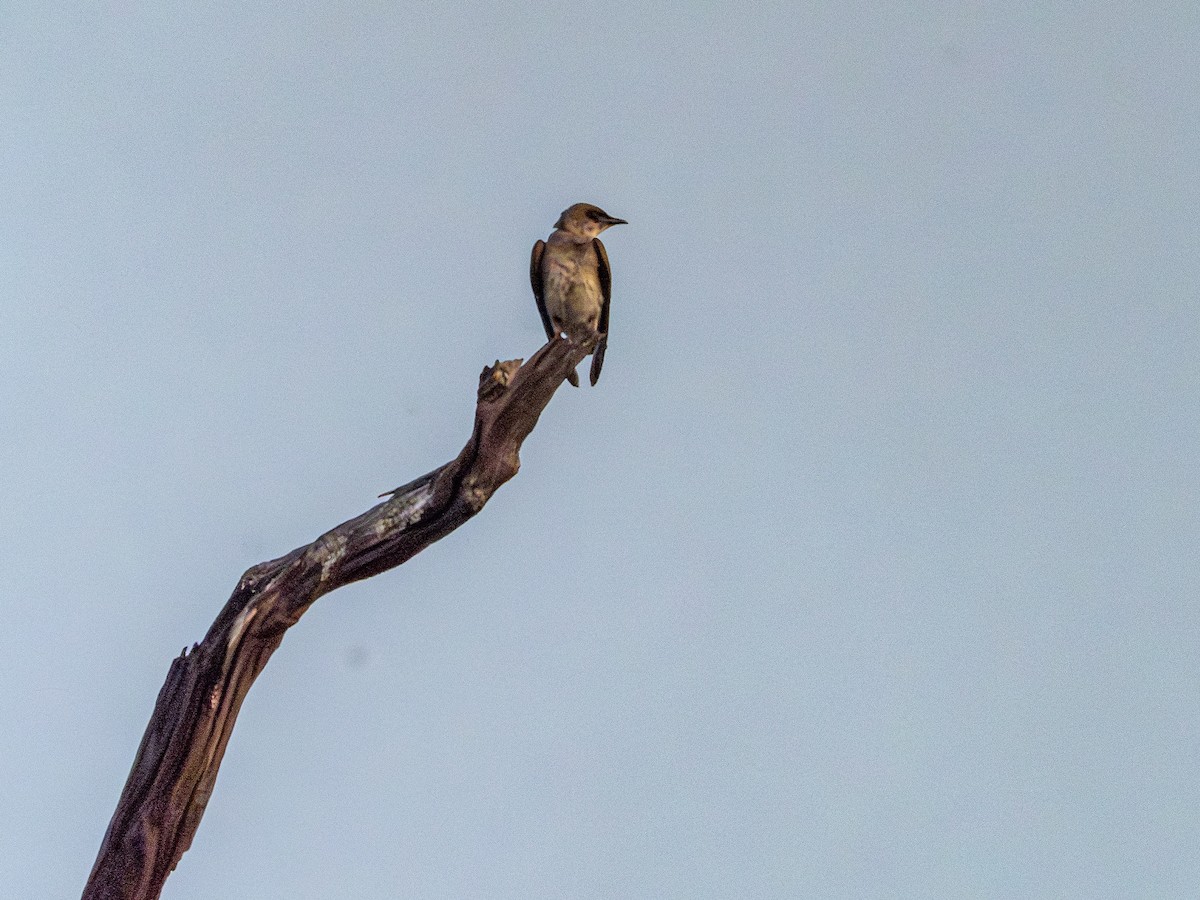 チャムネツバメ - ML646483892