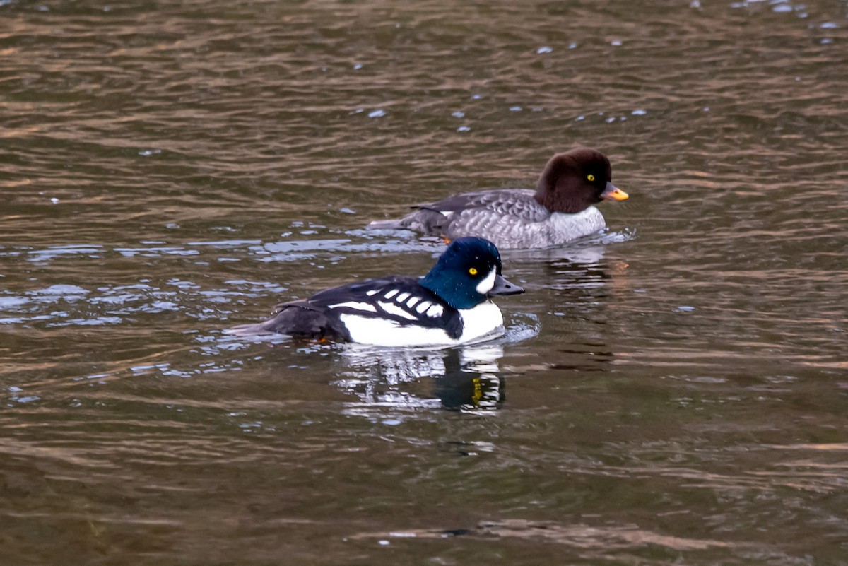 Barrow's Goldeneye - ML646483895