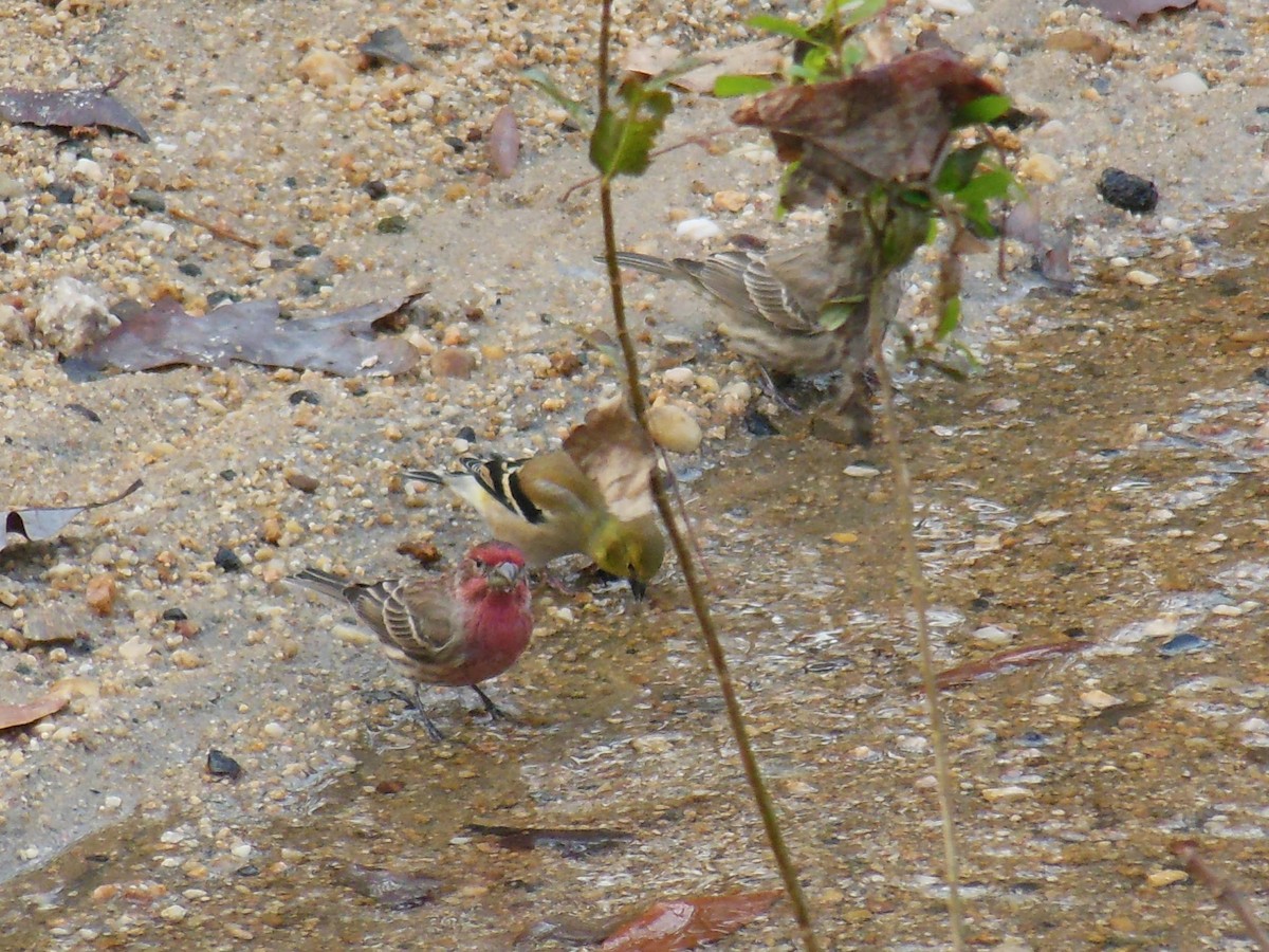 House Finch - ML646483897