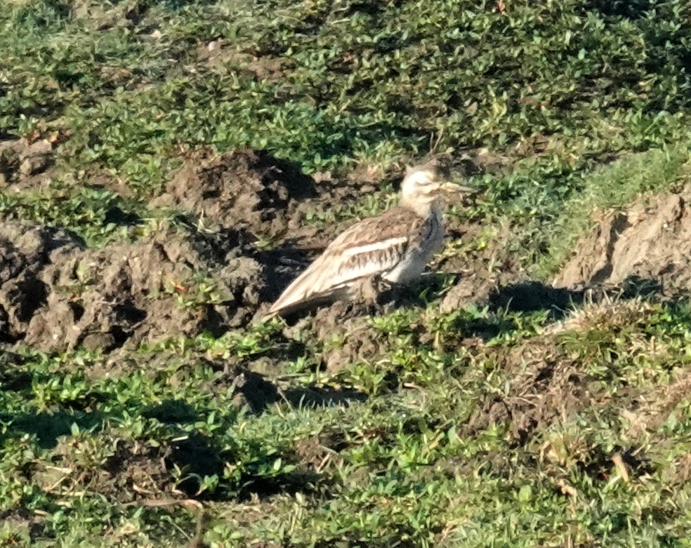 Indian Thick-knee - ML646483904