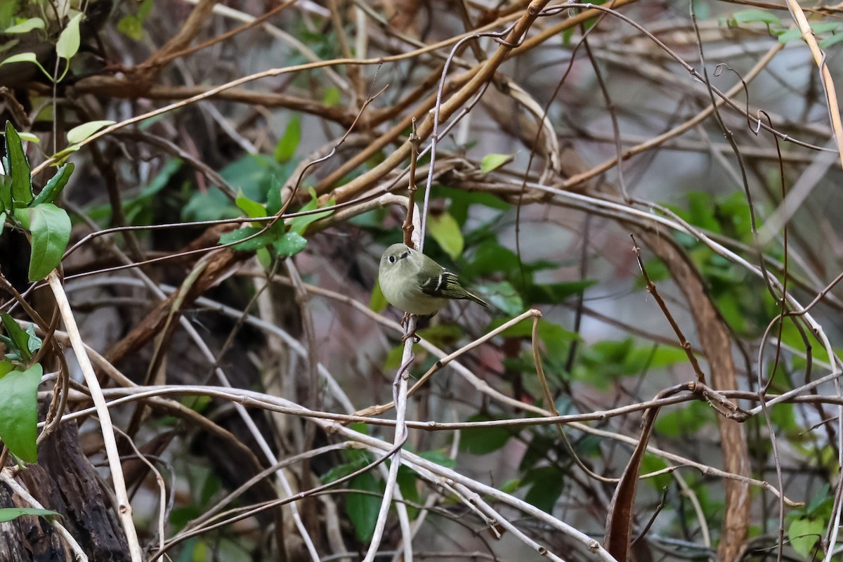 Рубиноголовый королёк - ML646483905