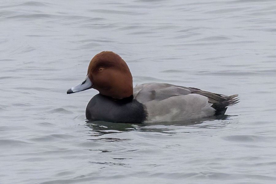 Redhead - ML646483906