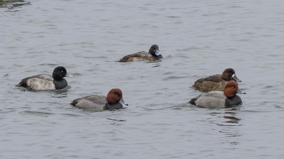 Redhead - ML646483907