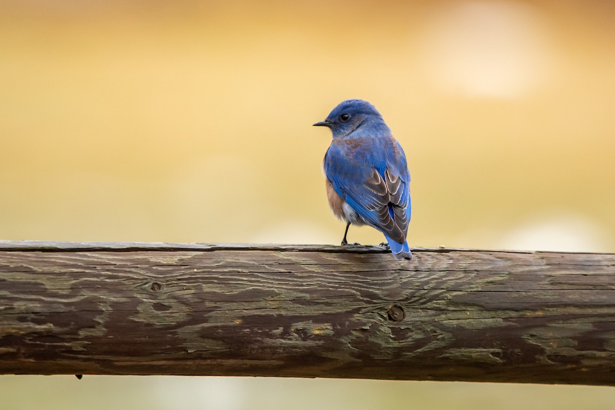 Western Bluebird - ML646483909