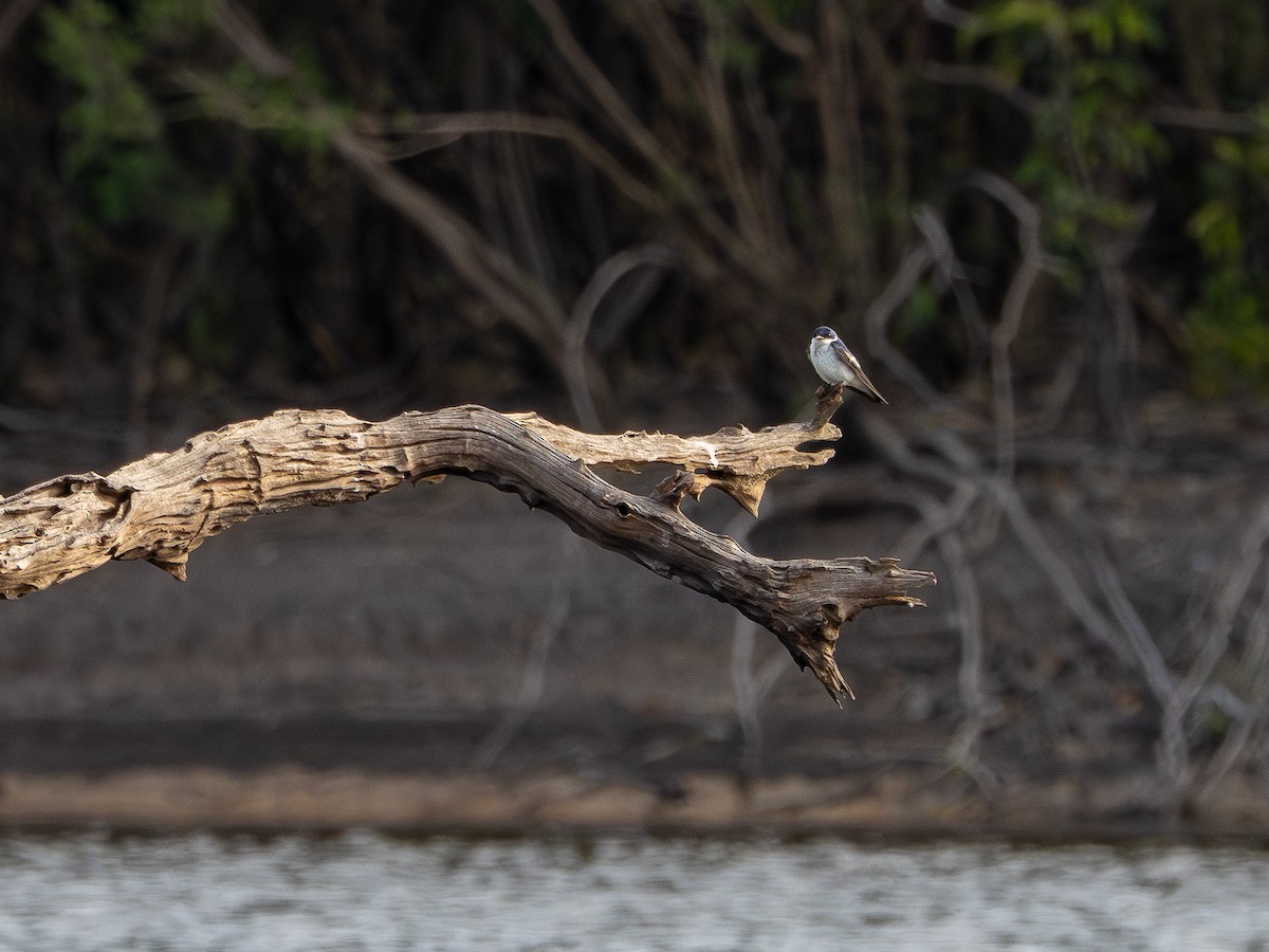 ハジロミドリツバメ - ML646483910