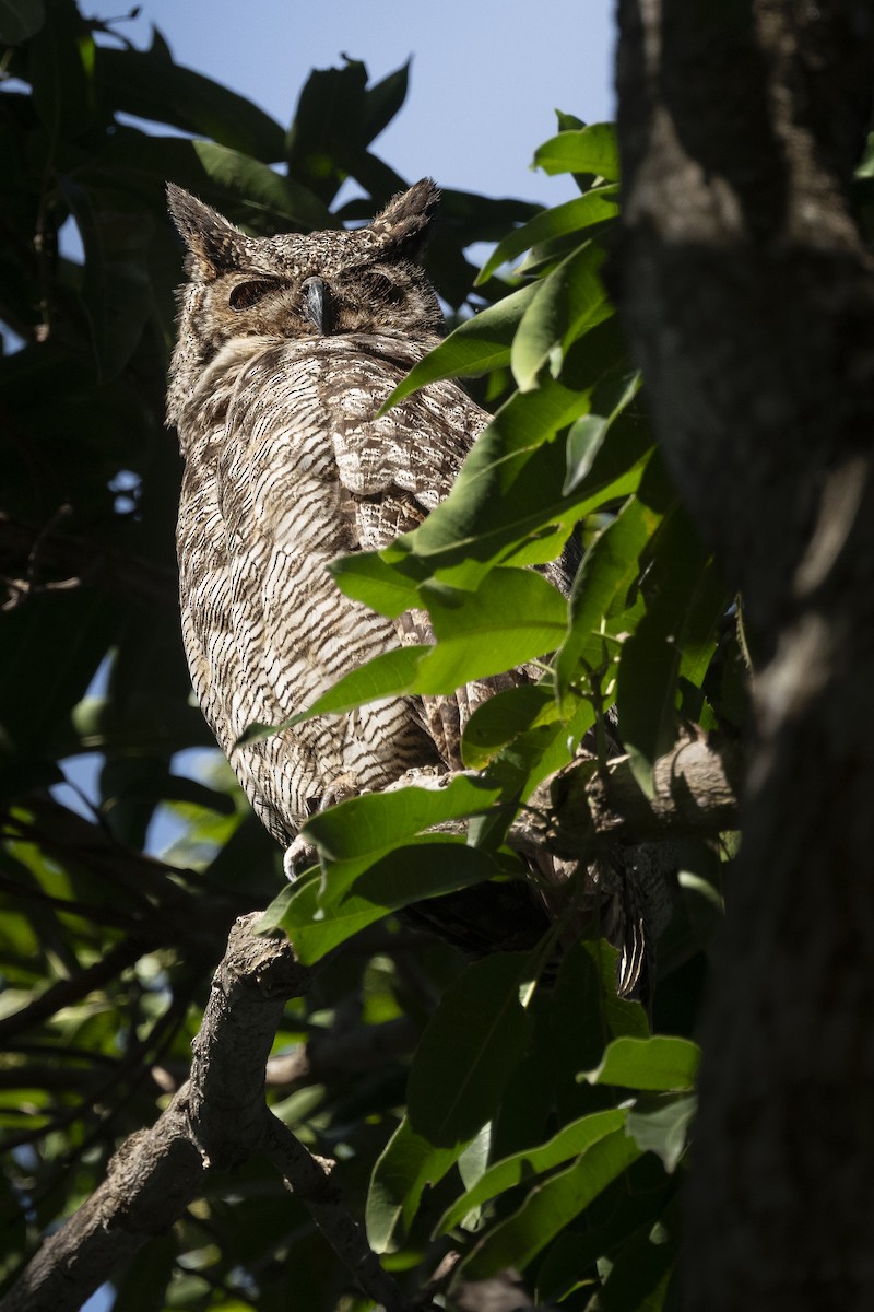 アメリカワシミミズク - ML646483911