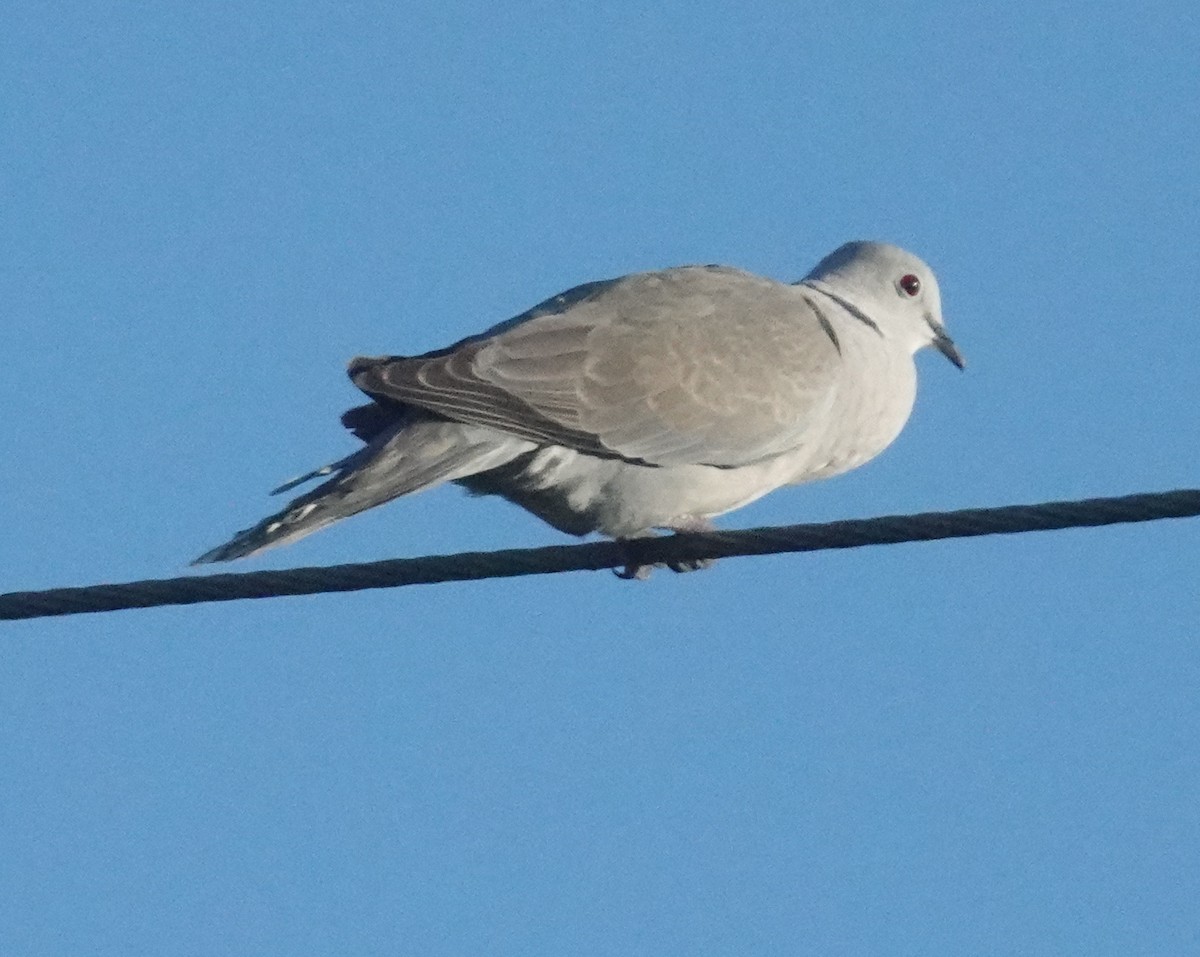 Eurasian Collared-Dove - ML646483916