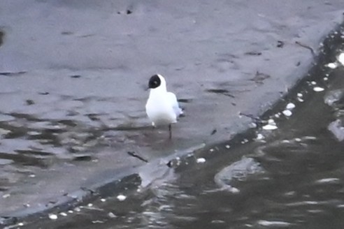 Andean Gull - ML646483917