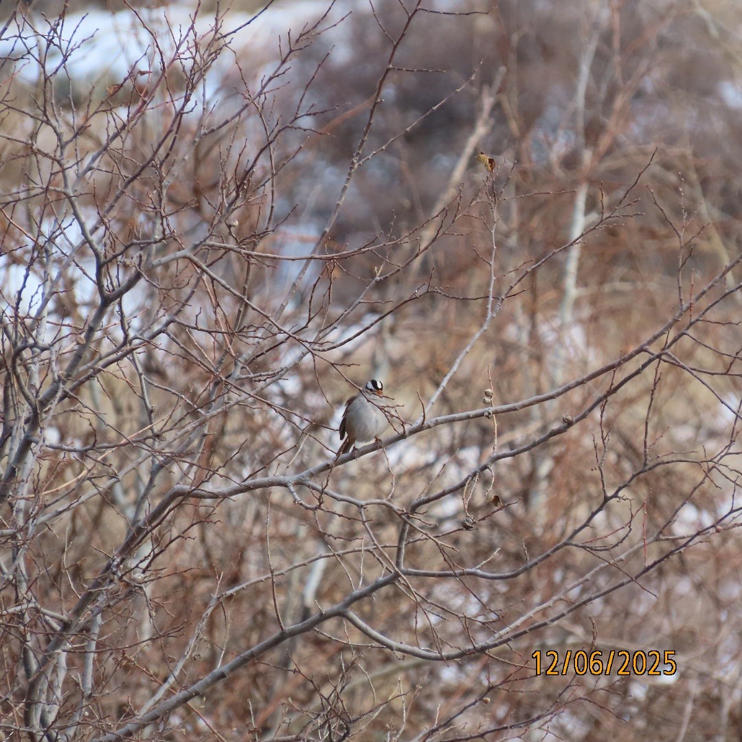 White-crowned Sparrow - ML646483920