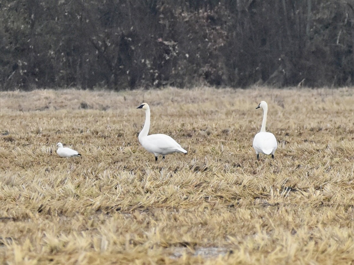 Trumpeter Swan - ML646483922