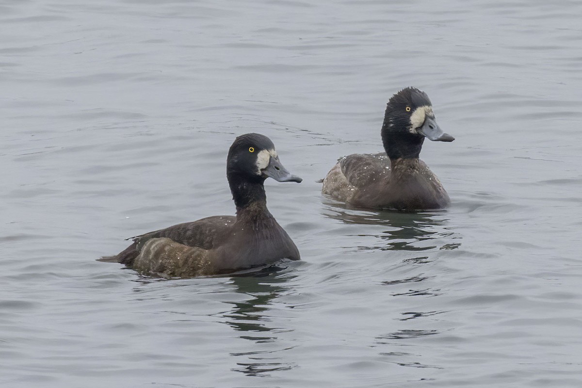Greater Scaup - ML646483928