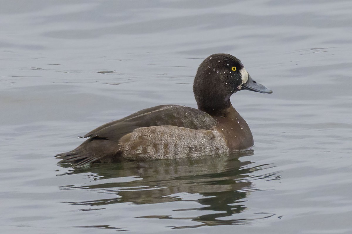 Greater Scaup - ML646483929