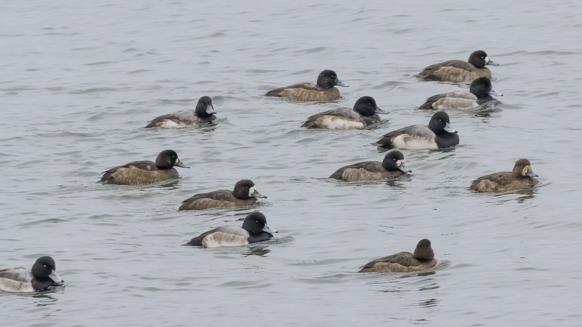 Greater Scaup - ML646483930