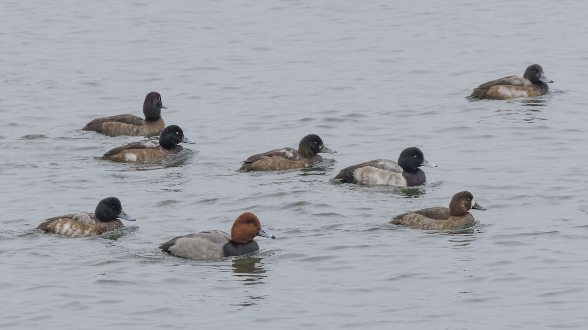 Greater Scaup - ML646483931