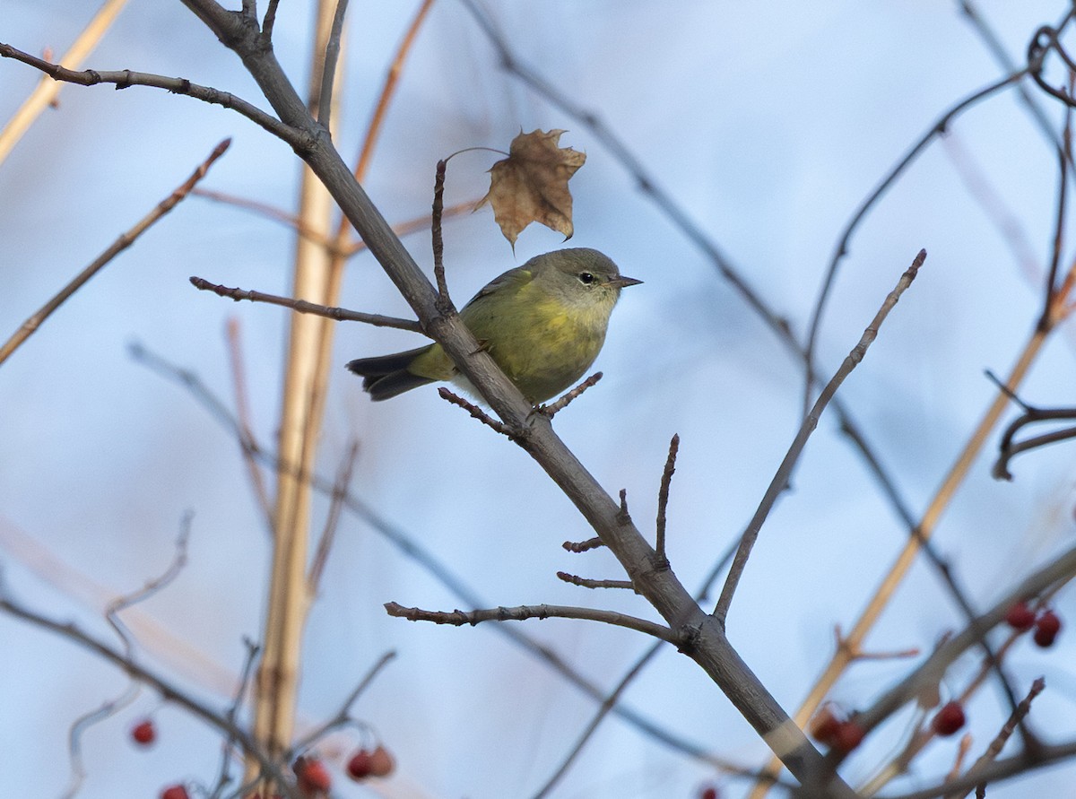 Orangefleck-Waldsänger - ML646483933