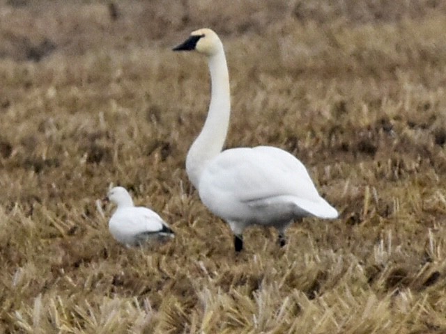 Trumpeter Swan - ML646483934