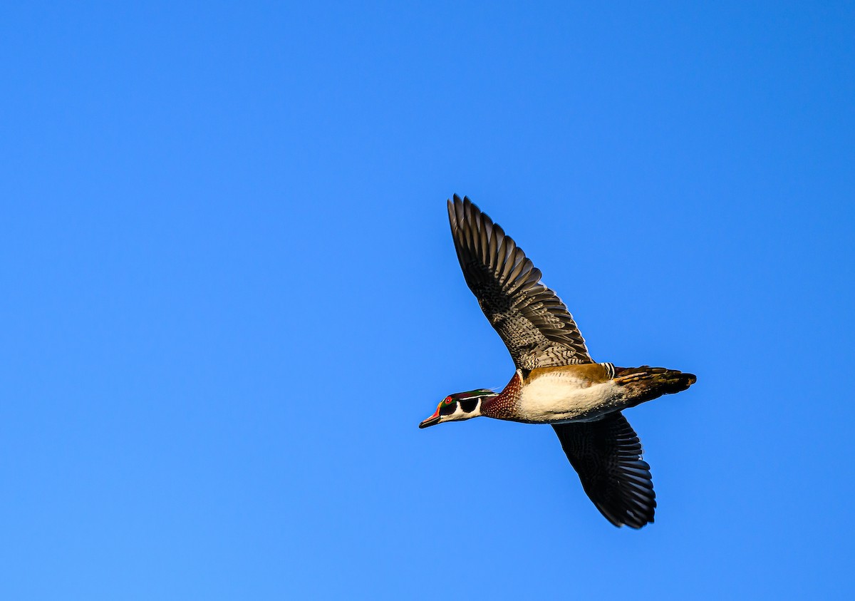 Ahate karolinarra - ML646483936