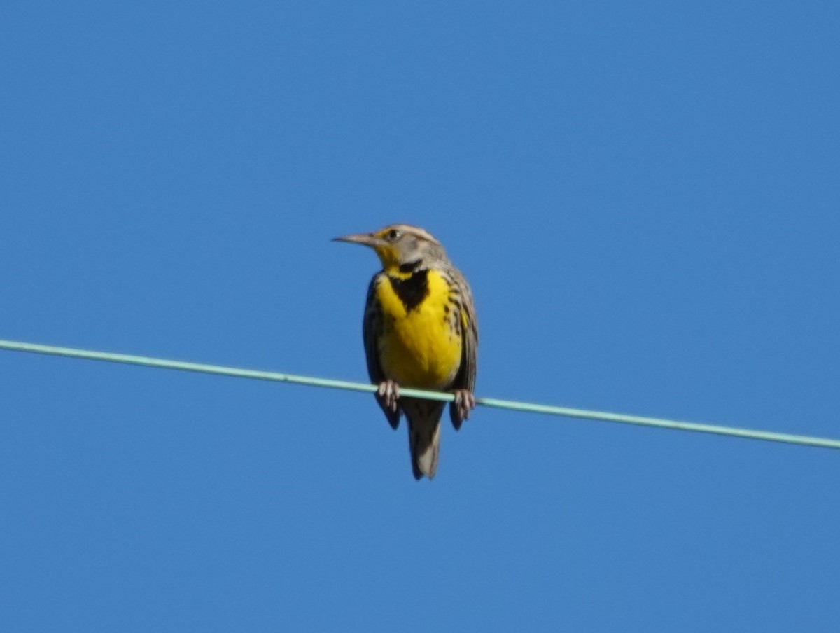 Western Meadowlark - ML646483944