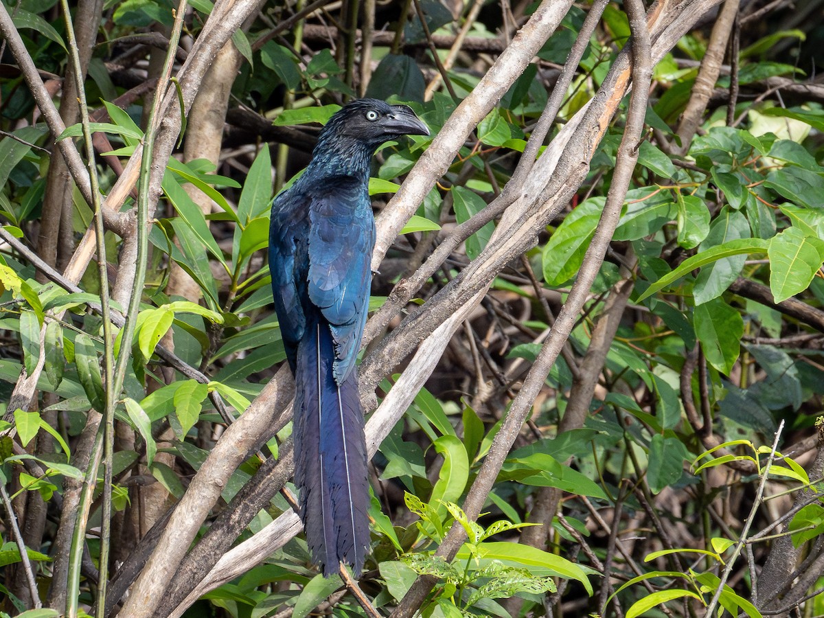 オニオオハシカッコウ - ML646483946