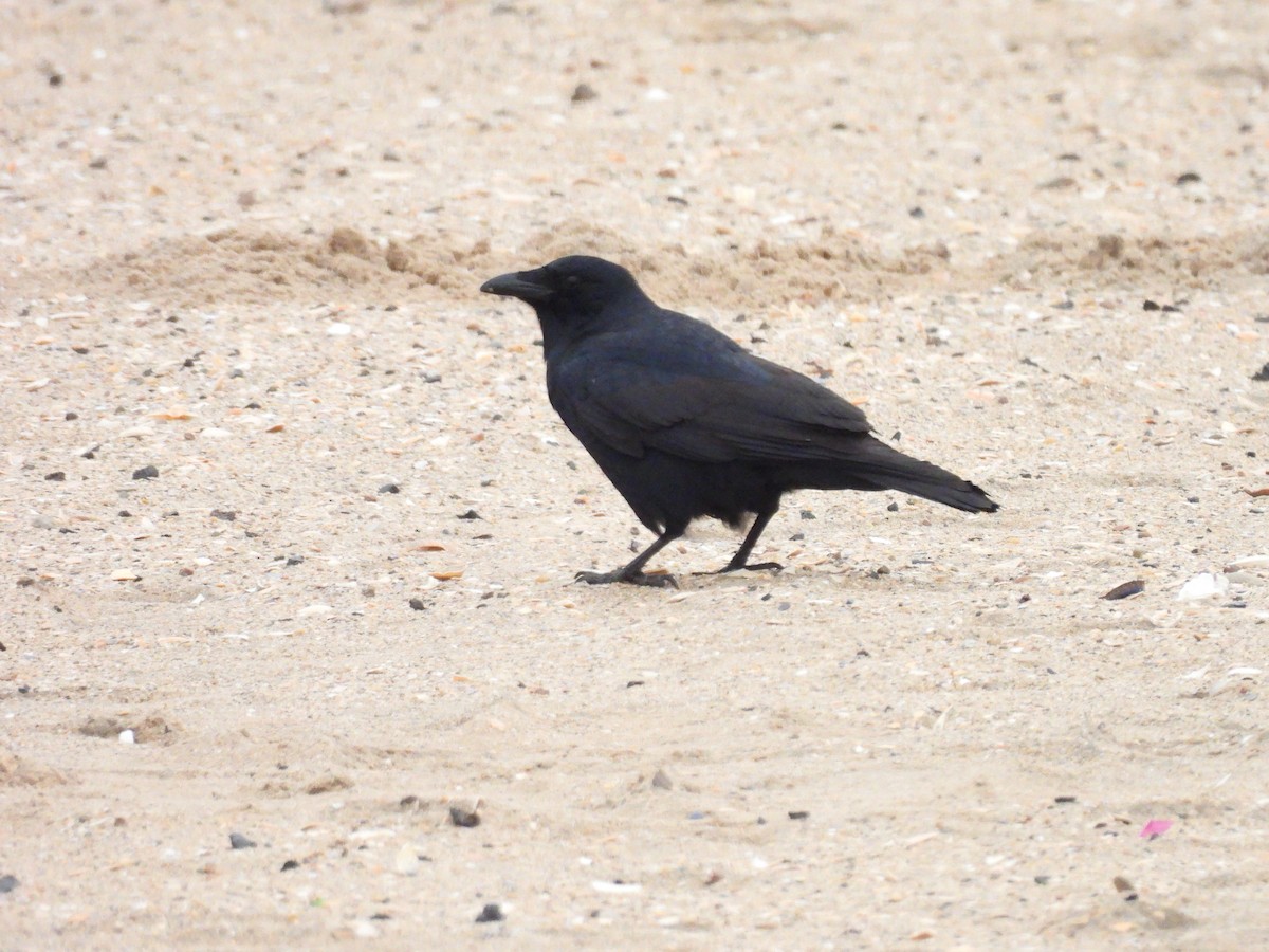 Fish Crow - ML646483947