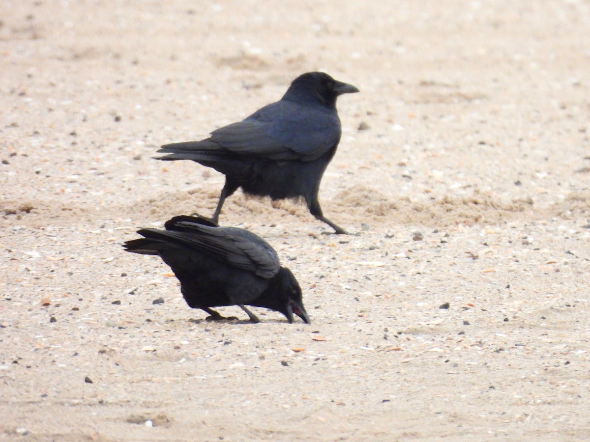 Fish Crow - ML646483948