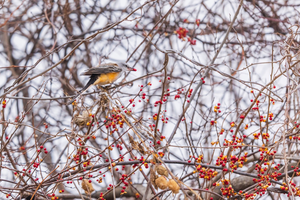 Scissor-tailed Flycatcher - ML646483961