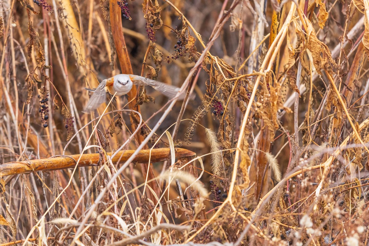 Scissor-tailed Flycatcher - ML646483964