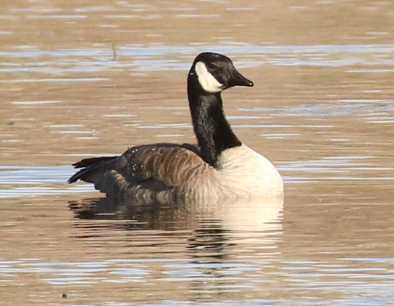 カナダガン - ML646483965