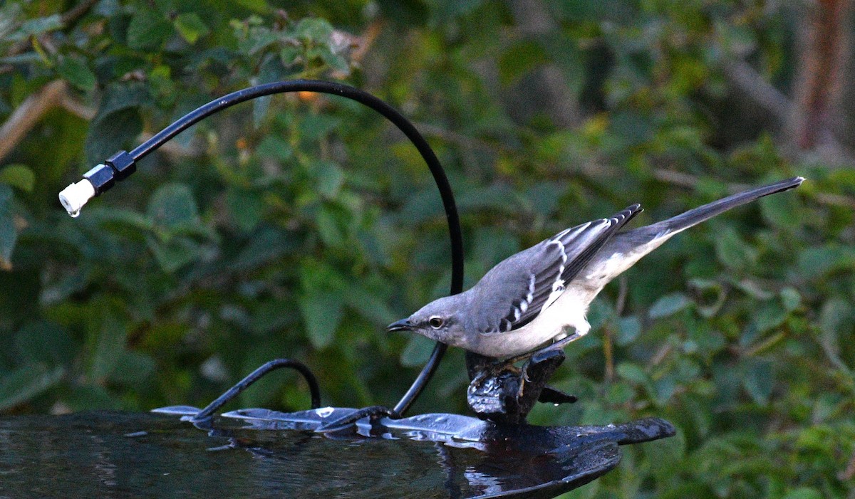 drozdec mnohohlasý - ML646483966