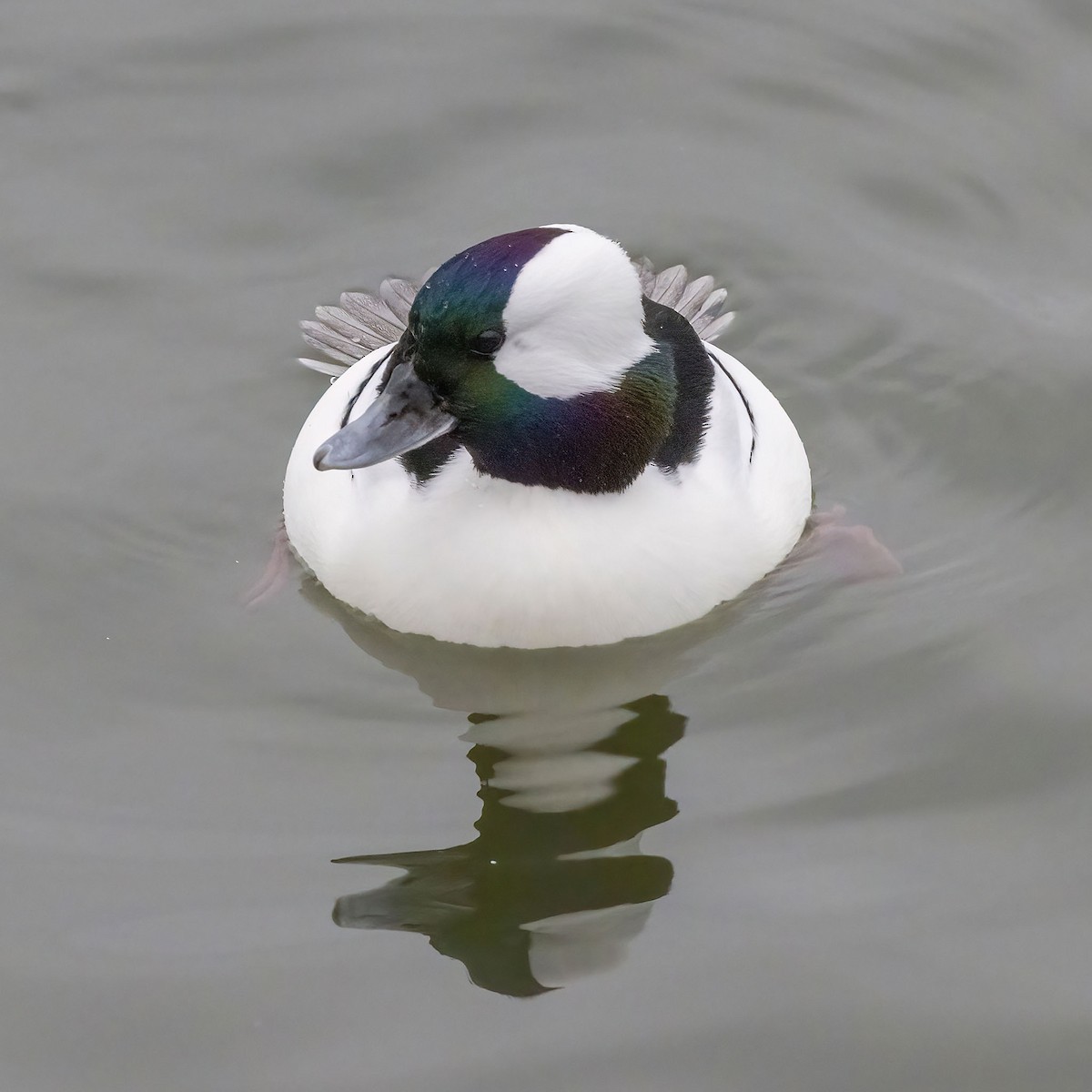 Bufflehead - ML646483968