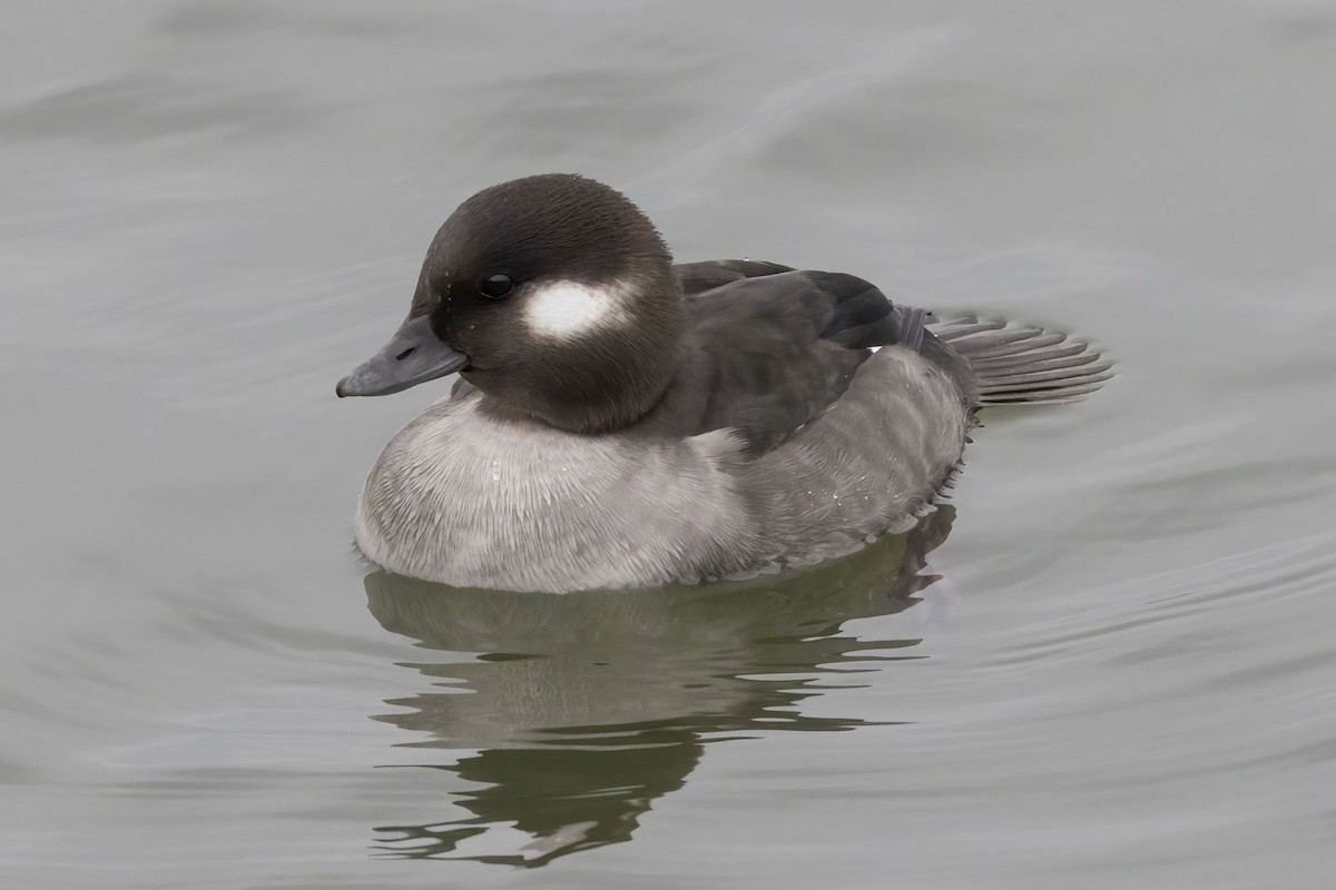 Bufflehead - ML646483969