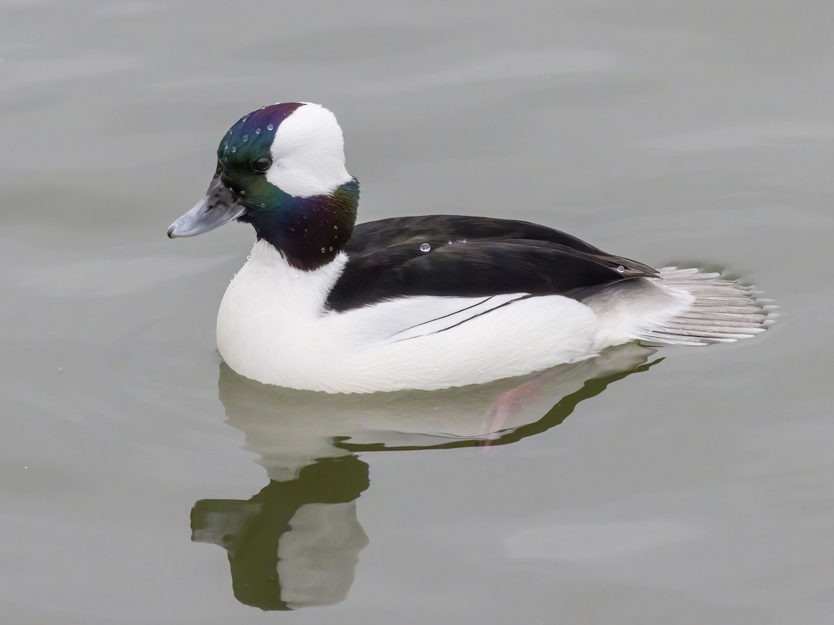 Bufflehead - ML646483970